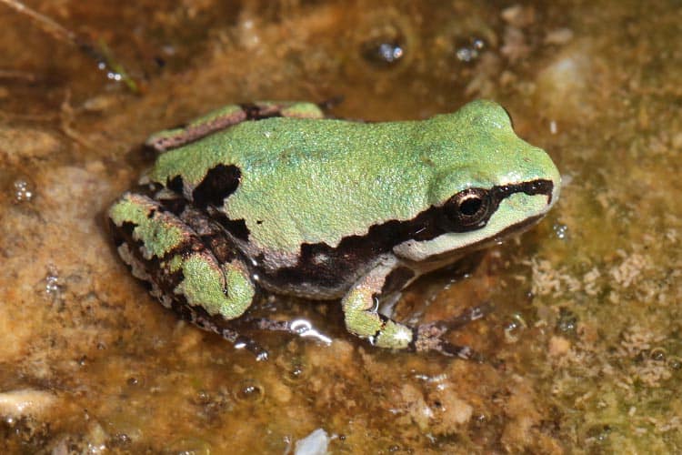 A side view of a a green Arizona tree frog with a brown stripe along the side of its body sitting on watery ground