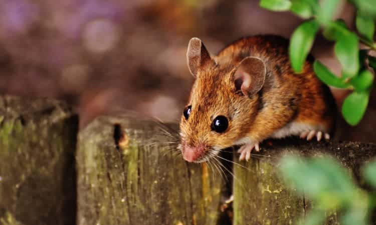 Closeup of a copper-colored mouse with black eyes standing on a wooden fence next to some green leaves