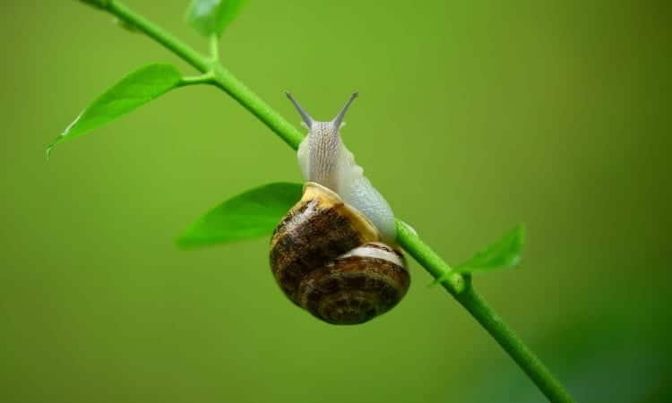 Closeup of a snail with a brown swirly shell hanging onto a green stem with a few leaves against a green background